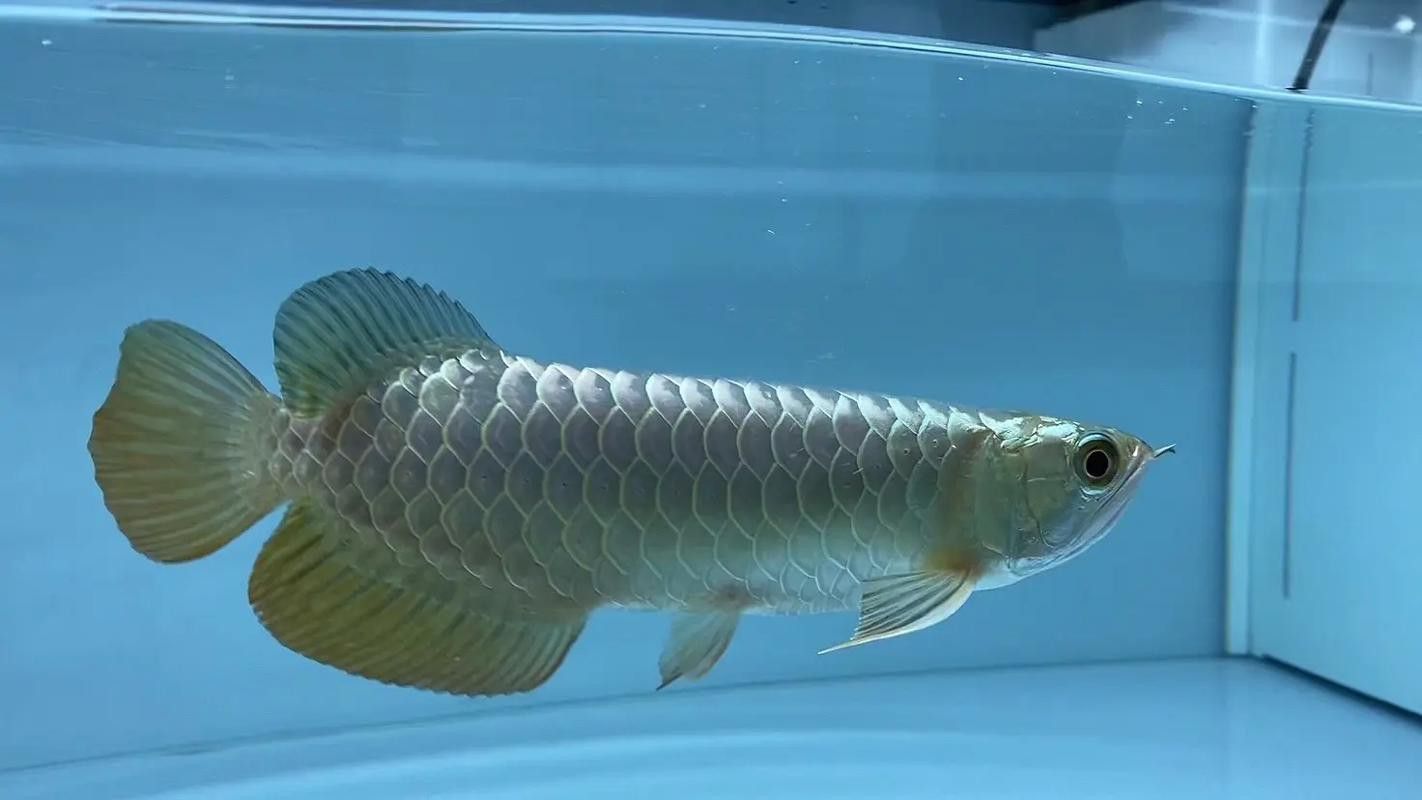 給我一些金龍魚古典過背的圖片