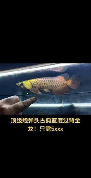 給我一些金龍魚古典過背的圖片