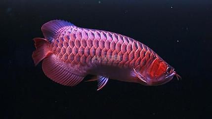 紅龍魚可不可以吃煮熟的蝦？：紅龍魚不建議吃煮熟的蝦，多方面考慮，營養成分可能會流失 紅龍魚可不可以吃煮熟的蝦？：紅龍魚不建議吃煮熟的蝦，多方面考慮，營養成分可能會流失 龍魚百科 第1張