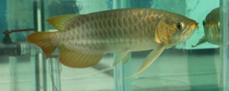 龍魚經(jīng)常空咬