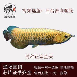 古典龍魚價格多少錢：古典龍魚價格多少錢一條古典金龍魚的價格多少錢 古典龍魚價格多少錢：古典龍魚價格多少錢一條古典金龍魚的價格多少錢 龍魚百科 第3張