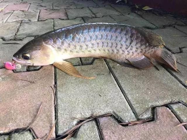 龍魚(yú)吃鯉魚(yú)嗎會(huì)被刺死嗎：龍魚(yú)和鯉魚(yú)可以混養(yǎng)嗎？