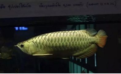龍魚都吃什么食物：龍魚的飲食習(xí)慣