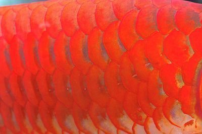 紅龍魚鱗片有缺口（紅龍魚缸內(nèi)環(huán)境優(yōu)化技巧，如何預(yù)防紅龍魚鱗片缺損）