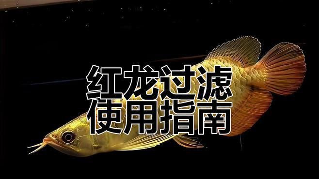 能否推薦幾款適合養紅龍魚的魚缸？ 能否推薦幾款適合養紅龍魚的魚缸？ 龍魚百科 第7張