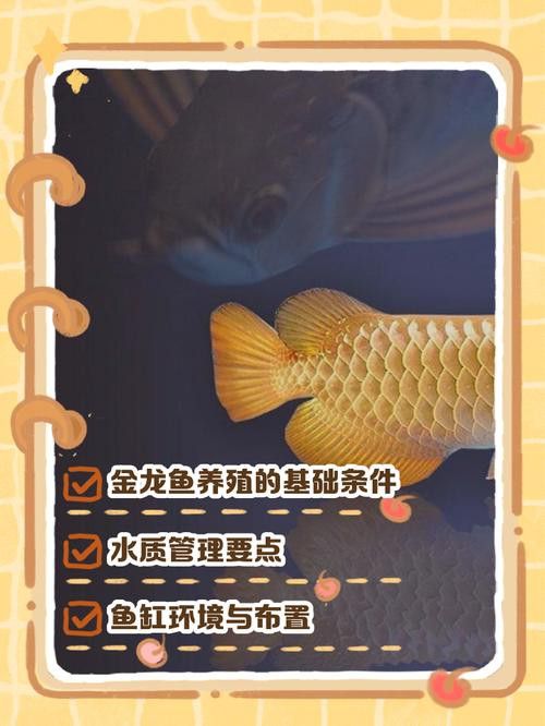小的金龍魚很難養(yǎng)嗎 小的金龍魚很難養(yǎng)嗎 龍魚百科 第6張