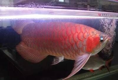 紅龍魚總是翹頭怎么回事【如何解決紅龍魚翹頭的問題】