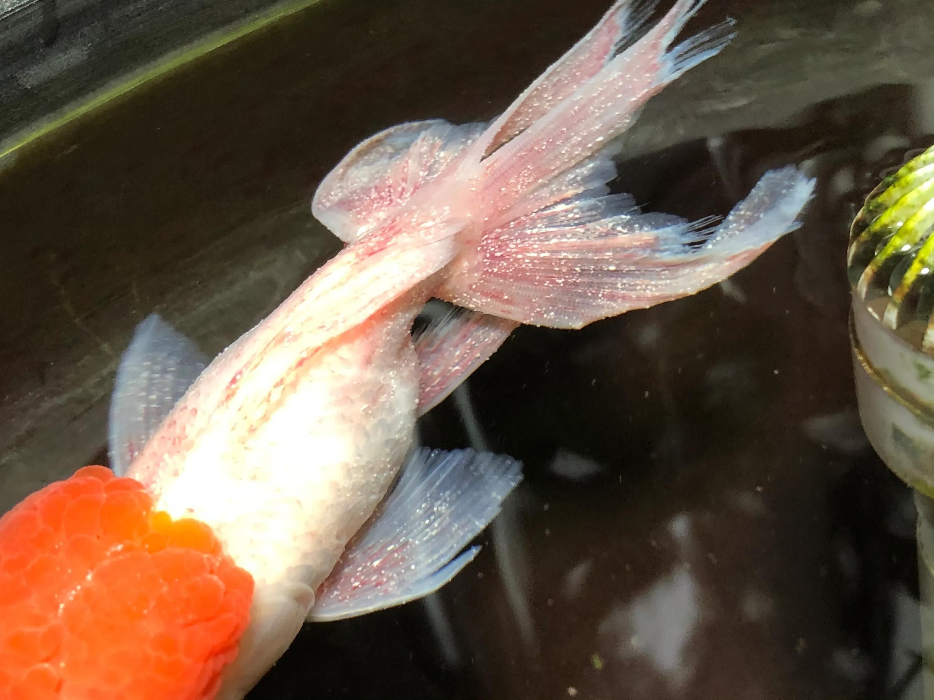 龍魚全身長白點是什么病啊：如何快速診斷龍魚白點病