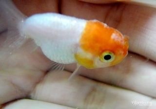 龍魚全身長白點是什么病啊：如何快速診斷龍魚白點病