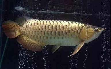 龍魚麻醉后恢復不過來(如何處理麻醉后的龍魚) 龍魚百科 第2張 龍魚麻醉后恢復不過來(如何處理麻醉后的龍魚) 龍魚麻醉后恢復不過來(如何處理麻醉后的龍魚) 龍魚百科 第2張