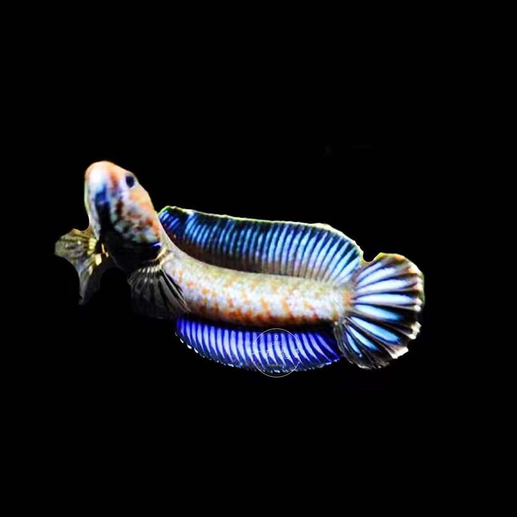 奶茶雷龍魚可以幾條一起養(yǎng)嗎：奶茶雷龍魚可以多條一起養(yǎng)嗎