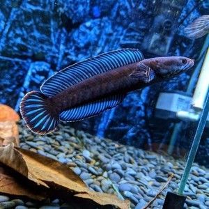 奶茶雷龍魚可以幾條一起養(yǎng)嗎：奶茶雷龍魚可以多條一起養(yǎng)嗎