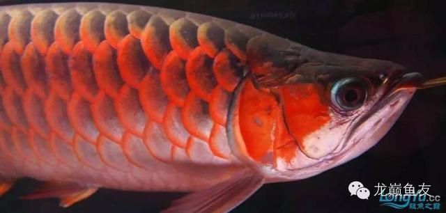 龍魚發色專用燈圖片高清：如何選擇龍魚發色專用燈