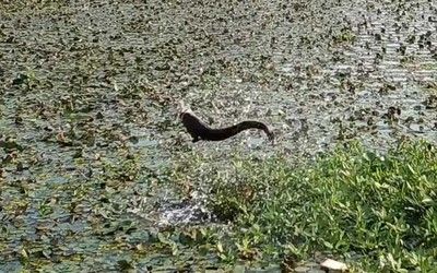 龍魚養(yǎng)幾條風(fēng)水最好吉利（風(fēng)水中，一六為水，四九為金）