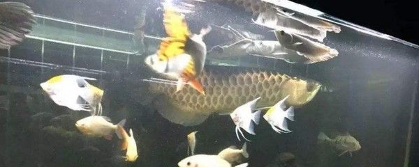 龍魚打虎魚的時間持續性（龍魚和虎魚之間的爭斗會持續一段時間嗎？）