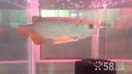 濟(jì)南龍魚批發(fā)電話（濟(jì)南龍魚養(yǎng)殖場(chǎng)或批發(fā)市場(chǎng)或批發(fā)市場(chǎng)確切的聯(lián)系電話）