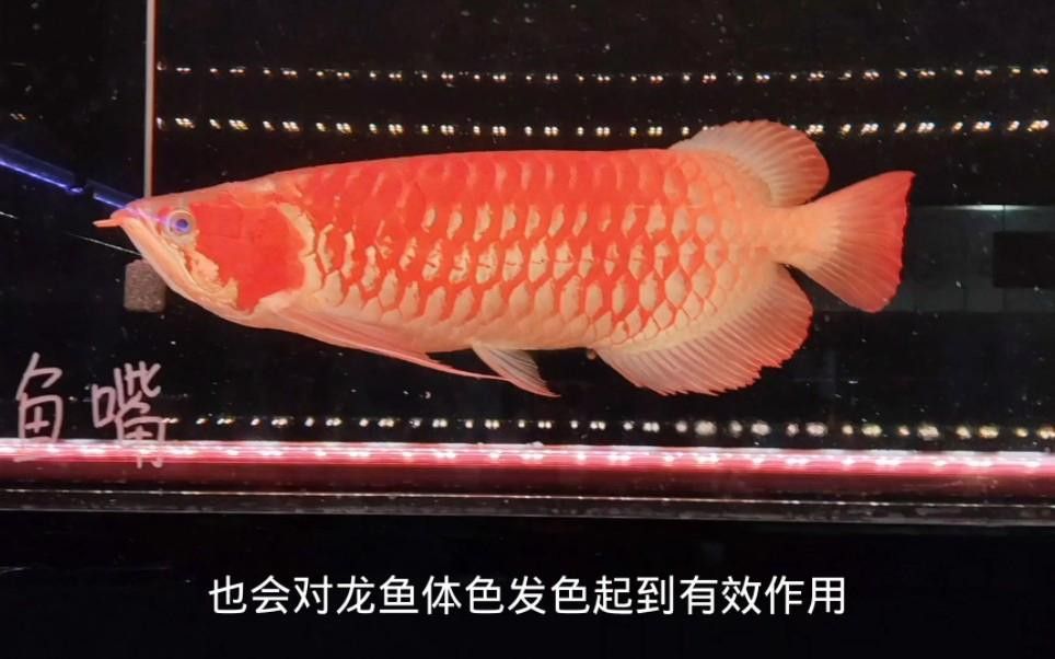 家庭養(yǎng)殖龍魚需要哪些設備？