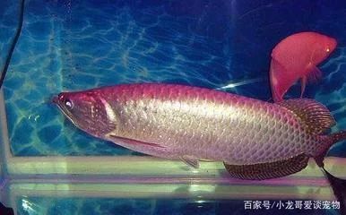 龍魚的形狀像什么東西一樣:龍魚的形狀與特征 龍魚百科 第1張 龍魚的形狀像什么東西一樣:龍魚的形狀與特征 龍魚的形狀像什么東西一樣:龍魚的形狀與特征 龍魚百科 第1張