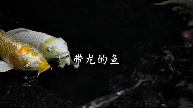 除了龍頭魚，還有哪些生物與龍頭魚身有關(guān)？