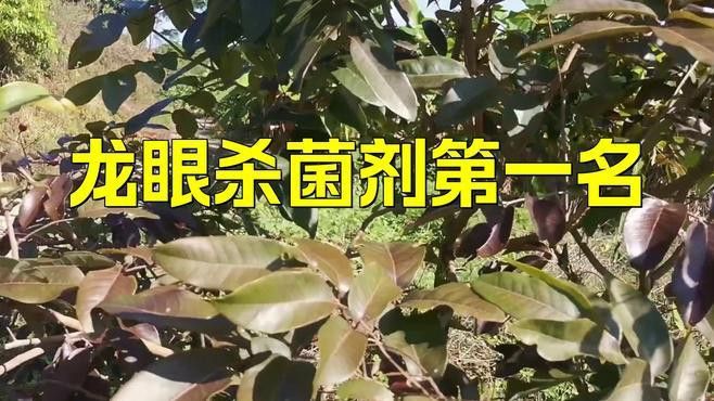 如何防治龍眼白霉病？