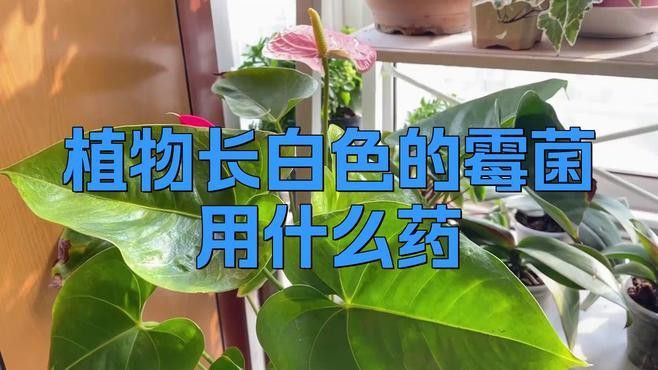 如何防治龍眼白霉病？