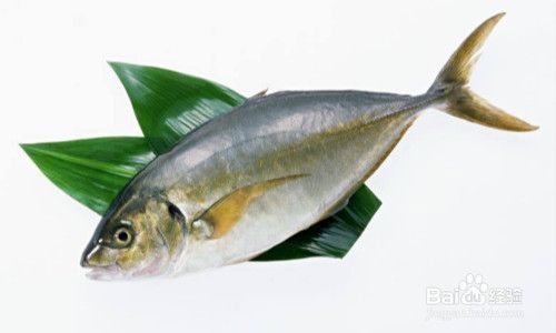 龍魚眼睛破了能活多久啊：龍魚眼睛破了能活多久？原因分析與救治方法