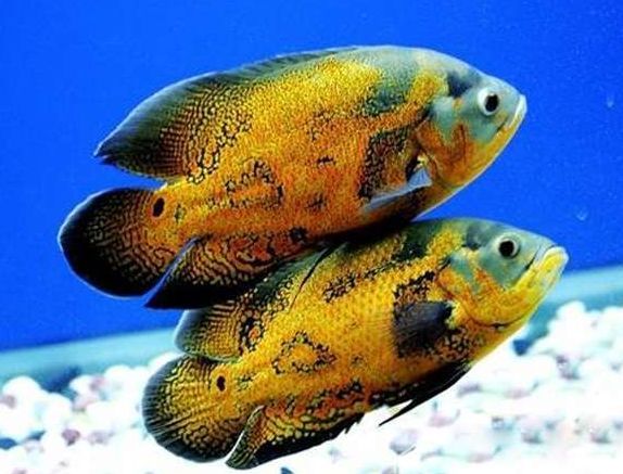 地圖魚如何識別同類，地圖魚如何識別同類，地圖魚的外形特征是識別同類的重要依據