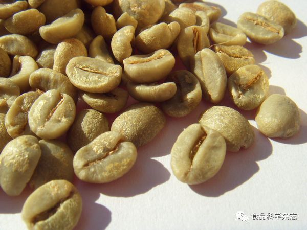 泰國鯽咬龍魚嗎：泰國鯽魚吃龍魚屎，魚缸生態中的奇妙共生關系