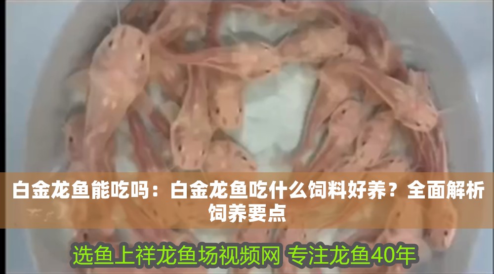 白金龍魚能吃嗎：白金龍魚吃什么飼料好養？全面解析飼養要點