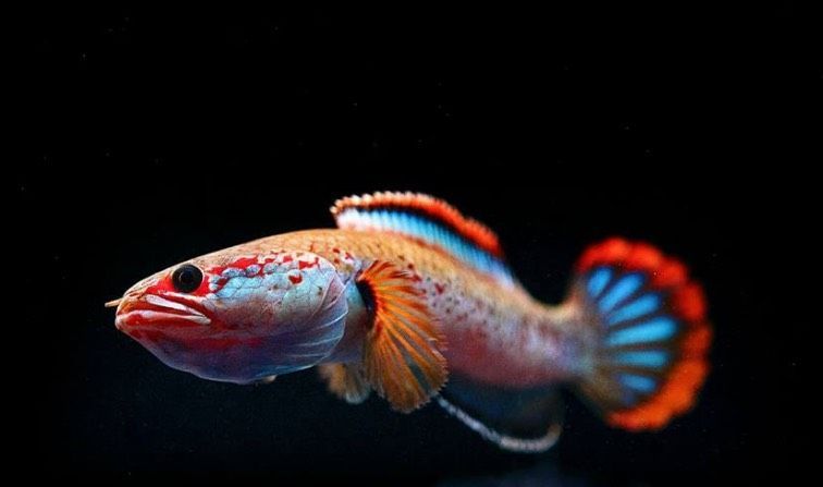 哪個雷龍魚好看一點（選擇哪個品種的雷龍魚好看）