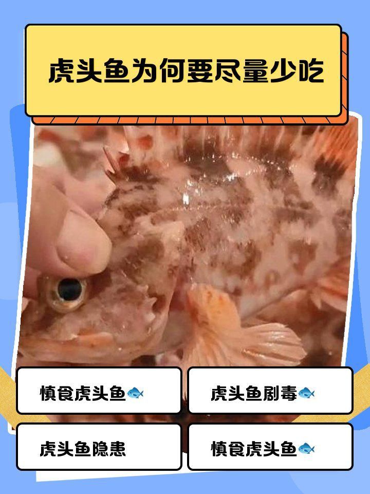 金老虎魚為何要少吃