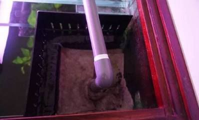 龍魚缸濾材用什么最好呢（如何選擇龍魚缸濾材） 龍魚缸濾材用什么最好呢（如何選擇龍魚缸濾材） 龍魚百科 第4張