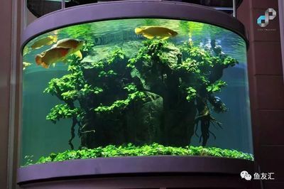 1米魚(yú)缸能養(yǎng)金龍魚(yú)嗎（1米的魚(yú)缸適合養(yǎng)金龍魚(yú)嗎？） 1米魚(yú)缸能養(yǎng)金龍魚(yú)嗎（1米的魚(yú)缸適合養(yǎng)金龍魚(yú)嗎？） 龍魚(yú)百科 第1張