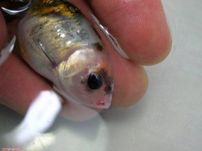 印尼紅龍魚好養嗎怎么養殖技術的