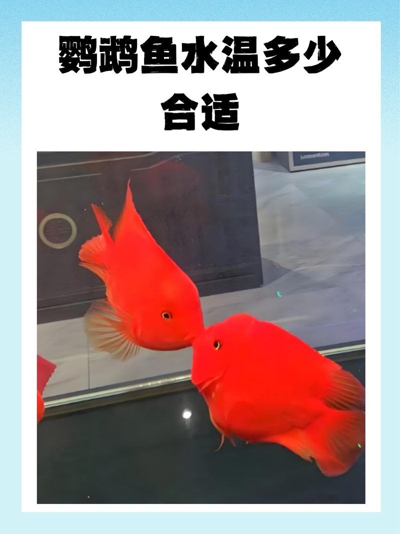 鸚鵡魚龍魚飼養溫度多少合適 鸚鵡魚龍魚飼養溫度多少合適 龍魚百科 第3張