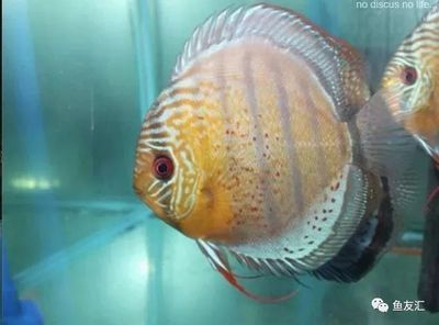 野彩魚適宜水溫范圍：野彩魚最佳飼養水溫范圍