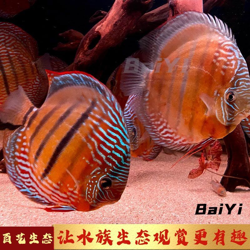野彩魚適宜水溫范圍：野彩魚最佳飼養水溫范圍