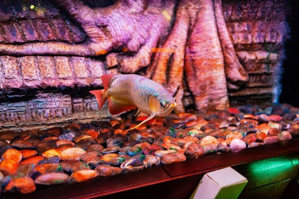 龍魚之家水族館，廣州龍魚之家水族館