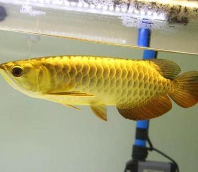 金龍魚顏色怎么發金的：30篇金龍魚金龍魚養殖方法金龍魚養殖方法
