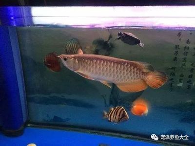 龍魚入缸前需要消毒嗎為什么：龍魚入缸前需要消毒嗎