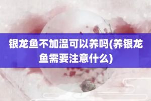 銀龍魚市場價格波動原因分析：銀龍魚價格波動與多種因素有關， 銀龍魚市場價格波動原因分析：銀龍魚價格波動與多種因素有關， 龍魚百科 第2張
