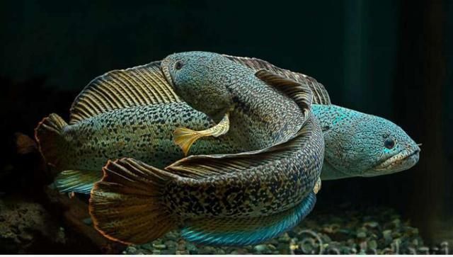 雷龍魚和黑魚什么區別：雷龍魚與黑魚的區別