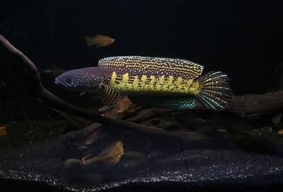 雷龍魚和黑魚什么區別：雷龍魚與黑魚的區別