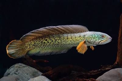 雷龍魚和黑魚什么區別：雷龍魚與黑魚的區別