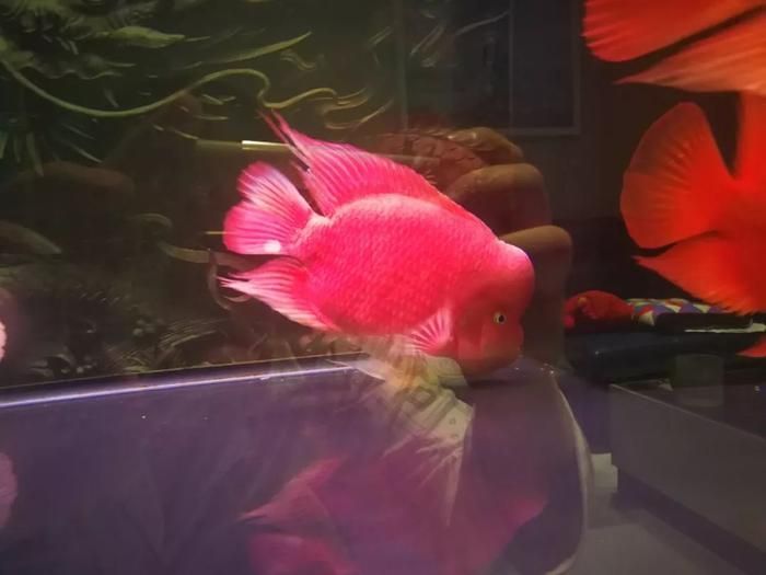 龍魚憋卵什么癥狀【龍魚憋卵什么癥狀和應對措施有助于緩解龍魚憋卵的癥狀】