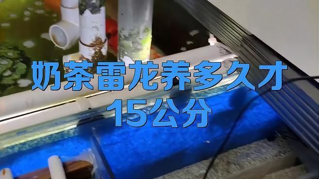 奶茶雷龍養多久才15公分