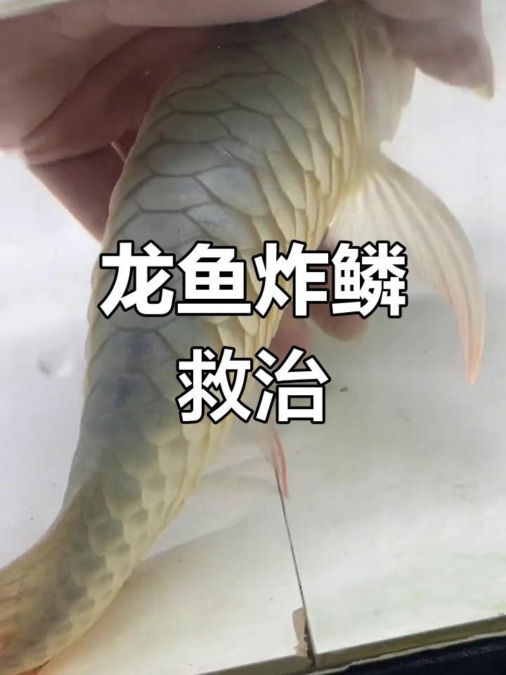 紅龍魚炸鱗需要多長時間治療？