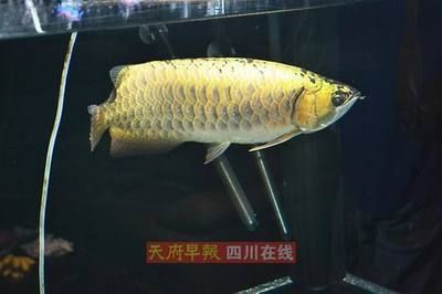 金龍魚 換季 趴缸【金龍魚換季趴缸案例分析】