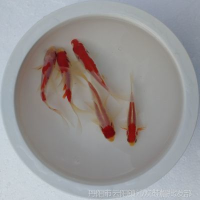 龍魚是否可以將草金當主食（草金不是龍魚的自然食物來源） 龍魚是否可以將草金當主食（草金不是龍魚的自然食物來源） 龍魚百科 第2張