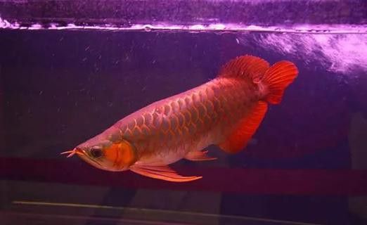 推薦一些信譽良好的紅龍魚養殖場 推薦一些信譽良好的紅龍魚養殖場 龍魚百科 第4張